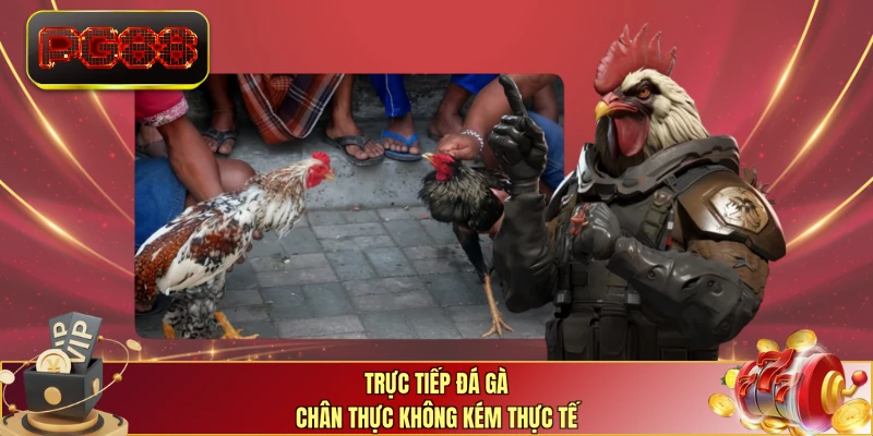 Trực tiếp đá gà chân thực không kém thực tế